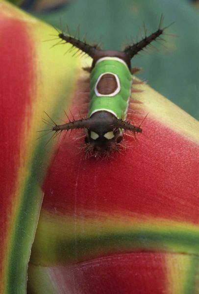 Costa Rica, Caterpillar on Heliconia plant